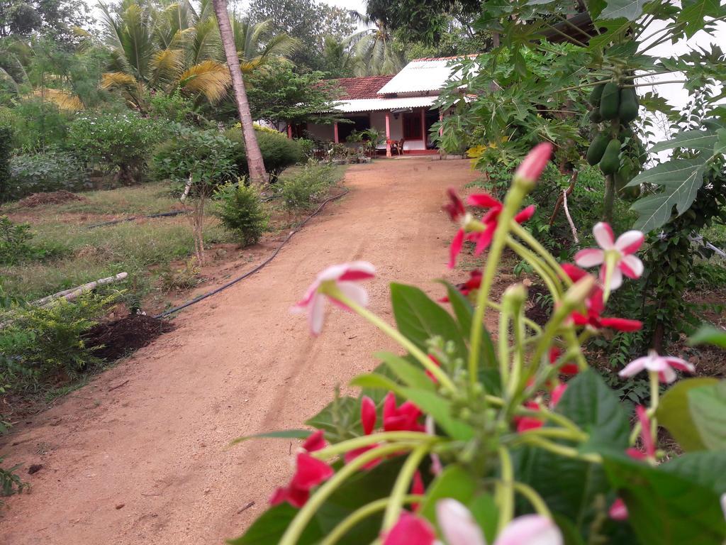 סיגירייה Sigiri Picaso Home Stay חדר תמונה