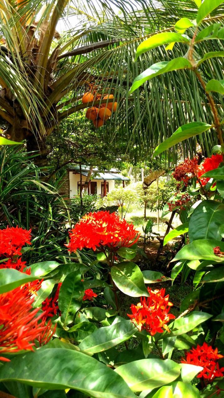סיגירייה Sigiri Picaso Home Stay מראה חיצוני תמונה
